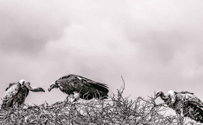 Vultures